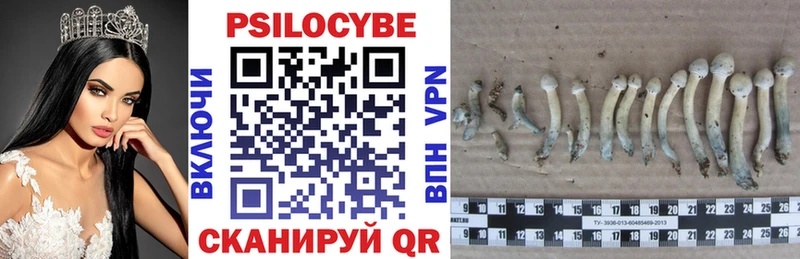 Псилоцибиновые грибы Psilocybine cubensis  Елизаветинская 
